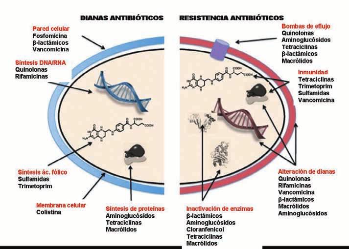 Figura 2: Dianas de los antibióticos y mecanismos de resistencia de las bacterias. Modificado de Wright, 2010.