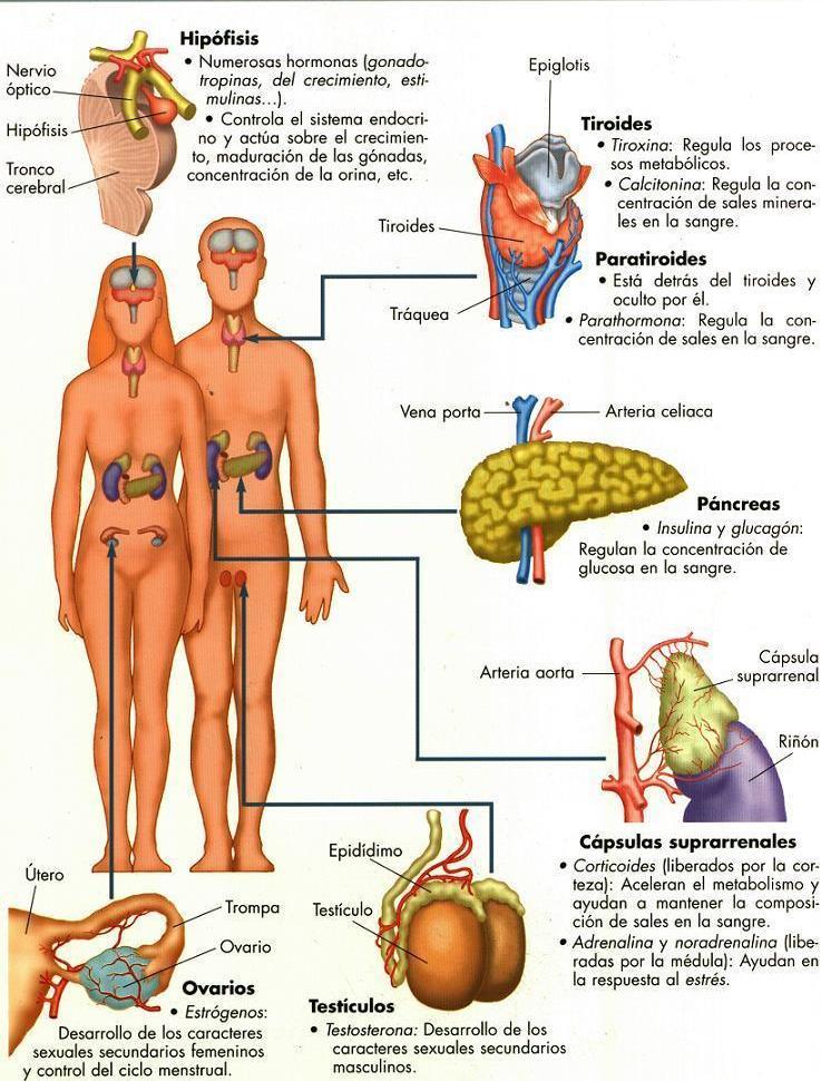 SEÑALIZACIÓN ENDOCRINA: HORMONAS El SISTEMA ENDOCRINO es un conjunto de órganos y tejidos del organismo que liberan un tipo