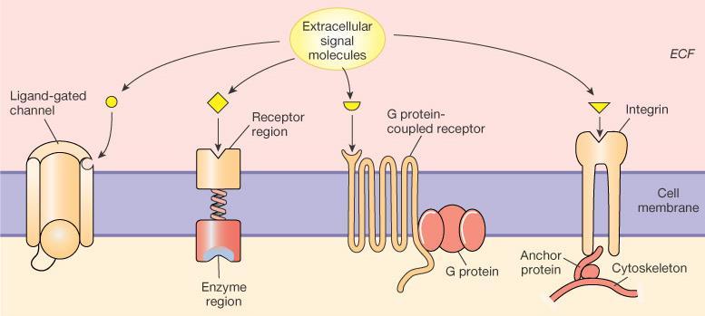 CLASES DE RECEPTORES SEGÚN FUNCIÓN Ligando se une a un CANAL en la membrana Ligando se une a un receptor unido a