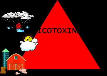Las micotoxinas son metabolitos secundarios tóxicos, que poseen diferentes estructuras químicas, que pueden aparecer diversas matrices alimenticias, así como en