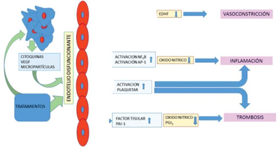 Mecanismos protrombóticos AP-1: activador proteico 1; EDHF: factor de hiperpolarizacio n derivado del endotelio; NF-KB: factor de transcripcio