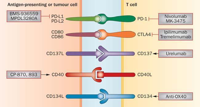 Inmunoterapia Ipilimumab y tremelimumab (anti-ctla4) Nivolumab y pembrolizumab (anti-pd1) Atezolizumab, durvalumab y avelumab (anti-pd-l1) Melanoma diseminado Ca pulmón CNP Ca renal Ca cabeza y