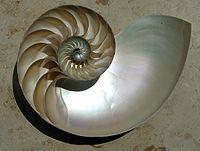 llama también proporción divina. Luca Pacioli (445-57) (J. de Barbari, 495) La proporción áurea aparece en la espiral logarítmica, la espiral que más se prodiga en la naturaleza.