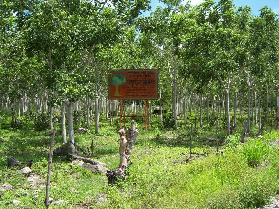 Plantaciones forestales en el centro de Veracruz con pocas especies, la mayoría Cedrela
