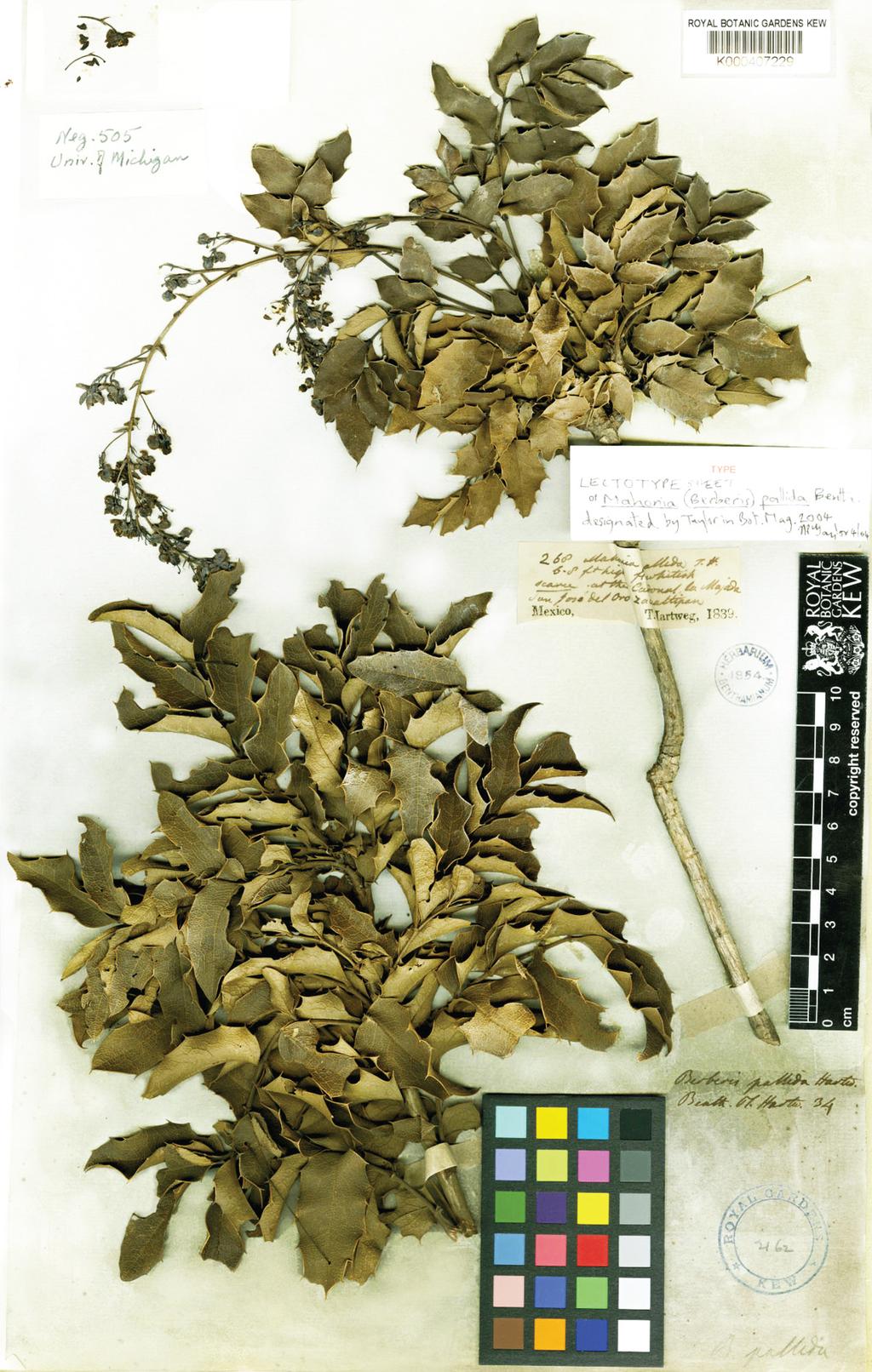 Zamudio: Notas sobre el género Berberis en México Fig. 7. Lectotipo de Berberis pallida Hartweg, T.