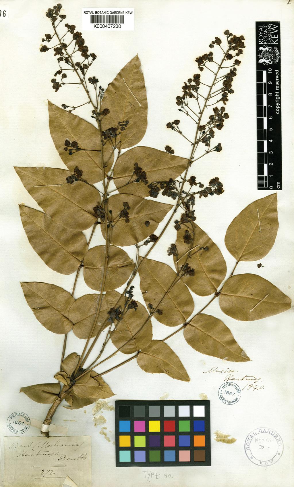 Fig. 10. Lectotipo aquí designado de Berberis hartwegii Benth. Ejemplar de T. Hartweg 272 (K000407230).