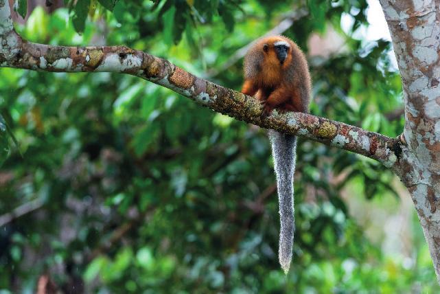 Plan de acción para la conservación de los primates del Ecuador