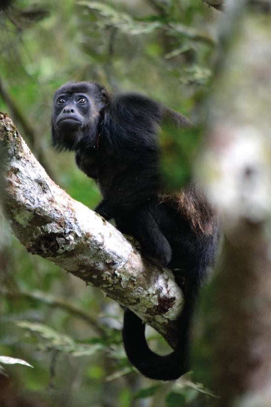 4 Plan de acción para la conservación Primates del Ecuador Mono aullador de