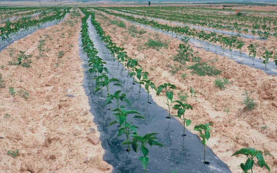 UTILIZACIÓN DE ACOLCHADOS PLÁSTICOS en tomate y pimiento JUAN IGNACIO MACUA, INMACULADA LAHOZ, SERGIO CALVILLO, JOAQUÍN GARNICA, ANGEL SANTOS Y ENRIQUE DÍAZ el uso de acolchados en horticultura ha
