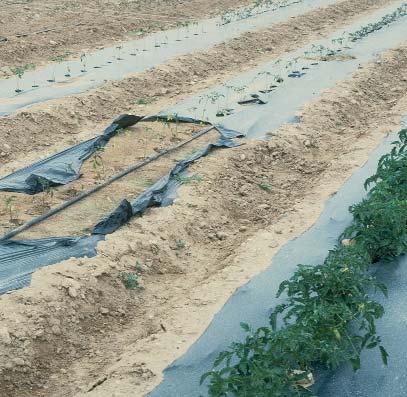 Navarra no ha sido ajena a su utilización, principalmente en cultivos de primavera-verano y asociado a sistemas de riego localizado, ya que la utilización conjunta de ambas técnicas permite un