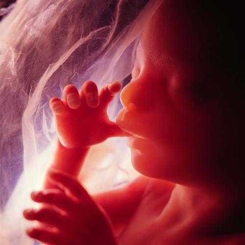 DESARROLLO Al iniciarse el tercer mes del embarazo, el feto comienza a moverse y a responder a los estímulos.