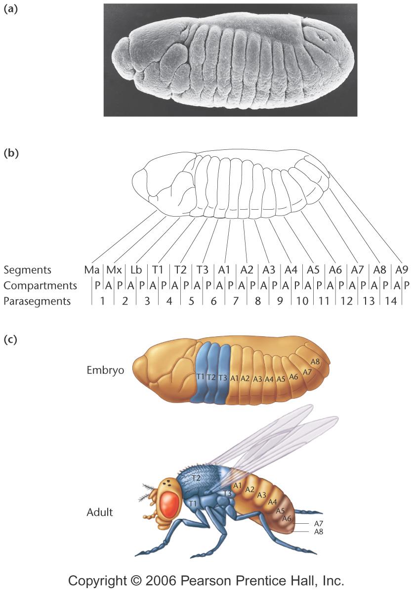 Desarrollo Drosophila Plantas Señales Apoptosis DifSex Ciclo Segmentación Cáncer Homeóticos