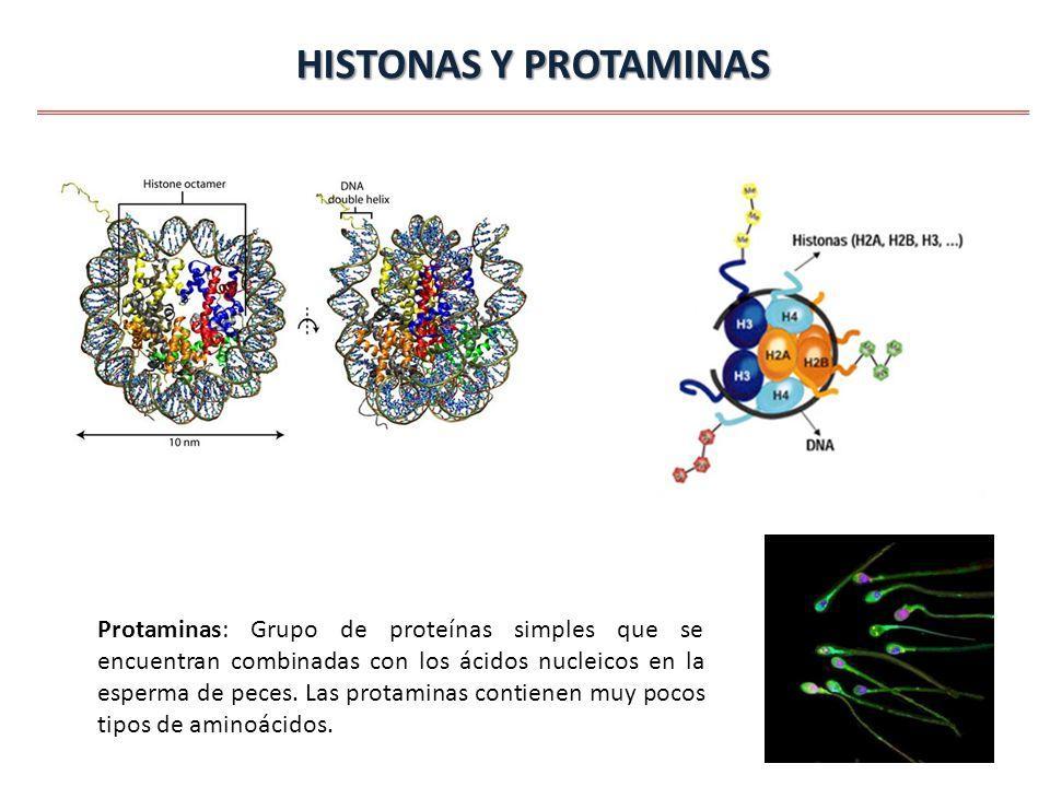 CLASIFICACIÓN DE PROTEÍNAS HOLOPROTEÍNAS Atendiendo a la estructura terciaria las proteínas se clasifican: 1. Proteínas globulares o esferoproteínas 2.