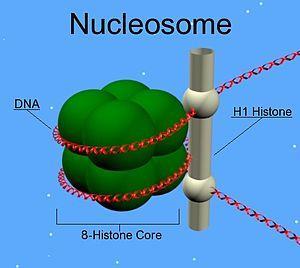 e) Nucleoproteínas.- Tiene un ácido nucleico como grupo prostético.