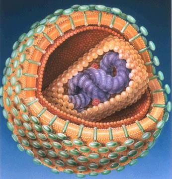 CICLO DE REPLICACIÓN DEL VIH La replicación del virus se desarrolla en las siguientes etapas: La fijación representa la primera etapa en la invasión de una célula y se acopla a los receptores de la