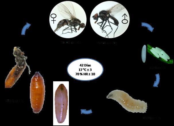 Resultados Ciclo de mosca de la semilla Delia platura