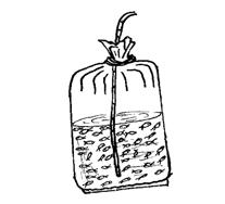 Traslado y siembra de los alevines Pueden ser transportados en bolsas de plástico con agua y suficiente aire y oxigeno.