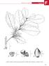 Árboles de Los Tuxtlas. Fagaceae. a. Rama terminal con inflorescencias masculinas; b. Detalle de flor masculina; c. Cúpulas; d. Fruto.