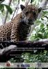 Conservación y manejo del jaguar en México