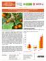El cultivo del lulo (Solanum quitoense), una fruta agradable y de gran valor nutritivo