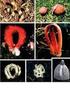 Contribución al catálogo de los Gasteromycetes (Basidiomycotina, Fungi) de Costa Rica