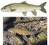 1. Annex: distribució d algunes espècies de peixos presents a la Vall
