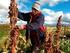 BOLIVIA: EL GOBIERNO DEL MAS Y LA REVOLUCIÓN AGRARIA 1