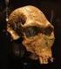 Palabras claves: Atapuerca. Australopiteco. Homo sapiens. Sima de los Huesos. Ardipiteco. Gran Dolina.