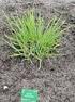 Producción y crecimiento de cebolla china (Allium Fistulosum) utilizando dos fórmulas de abono orgánico en condiciones ambientales