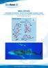 MALDIVAS CRUCERO DE BUCEO RUTA 5 ATOLONES CLASICA & SUR NAVIDADES 2014 a bordo del MALDIVES BLUE FORCE ONE o TWO 19 al 28 diciembre 2014
