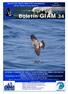 Boletín GIAM 34. BOLETíN DEL GRUPO IBÉRICO DE AVES MARINAS Iberian Seabird Group Bulletin. Nº 34 Verano 2011