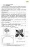 4.3.1.4. Familia Ranunculaceae. Flor pistilada. Flor estaminada. Detalle del fruto. Estambres. Pétalos. (Dibujos extraídos de Bacigalupo, 1987)
