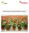 Directrices para el cultivo del Anthurium en maceta
