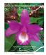 Catálogo de las orquídeas de Chiapas