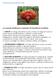 Hongo Ganoderma Lucidum. 30 razones vitales para consumir el Ganoderma Lucidum