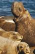 Elefante marino en isla Guadalupe MAMÍFEROS MARINOS 125 MAMÍFEROS MARINOS