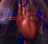 Estudio comparativo del sistema circulatorio en los vertebrados superiores con énfasis en el corazón