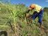 Sequías en Costa Rica: un laboratorio para la adaptación del sector agropecuario ante el Cambio Climático