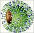 Qué es la GRIPE A (H1N1), también conocida como influenza A (H1N1) o gripe porcina?