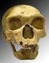 Descripción de nuevos restos de Neandertal hallados en Cova Negra (Valencia, España)