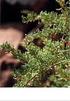 Fig. 15: Rama de shih (Artemisia herba-alba) PLANTAS MEDICINALES SAHARAUI - 39