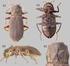 Distribución longitudinal de Hydraenidae y Elmidae (Coleoptera) en la cuenca del río Órbigo (León, España)