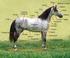 EVOLUCIÓN Actualmente la mayoría de los caballos tienen un perfil alargado y pueden correr rápido.