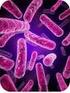 Las Bacterias: Más que Patógenos