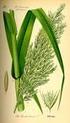 Arundo donax. Poaceae; Arundinoideae. Gran capacidad de adaptación a diferentes variables. Considerada entre los 100 Fácil reproducción