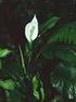 NOMBRE COMUN BUENAHOJA. Spathiphyllum cannifolium CONSUMIDO POR RUMIANTES Y EQUINOS. Spathiphyllum cannifolium 17,4 55,2 38,2 65,8 12,2 0,62 0,31 FDN
