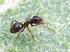 Especies raras de hormigas del género Lasius en España (Hymenoptera, Formicidae)