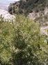 Matorrales arborescentes de Juniperus spp.