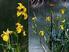 Iridaceae. Nombre Científico Iris pseudacorus L. Nombre Común. Lirio amarillo. Ecología