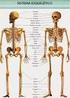 APARATO LOCOMOTOR I: El sistema óseo-articular
